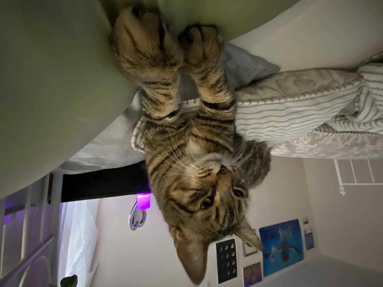 Lost cat in Seattle, WA, 98122