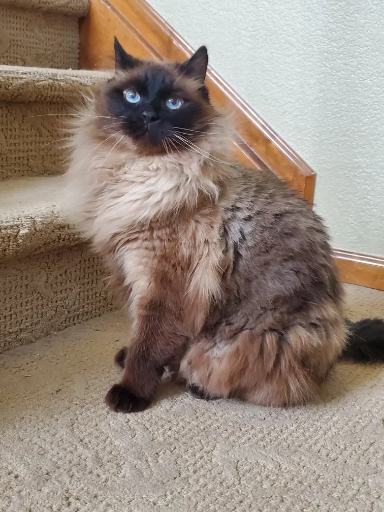 Lost cat in Aurora, CO, 80016