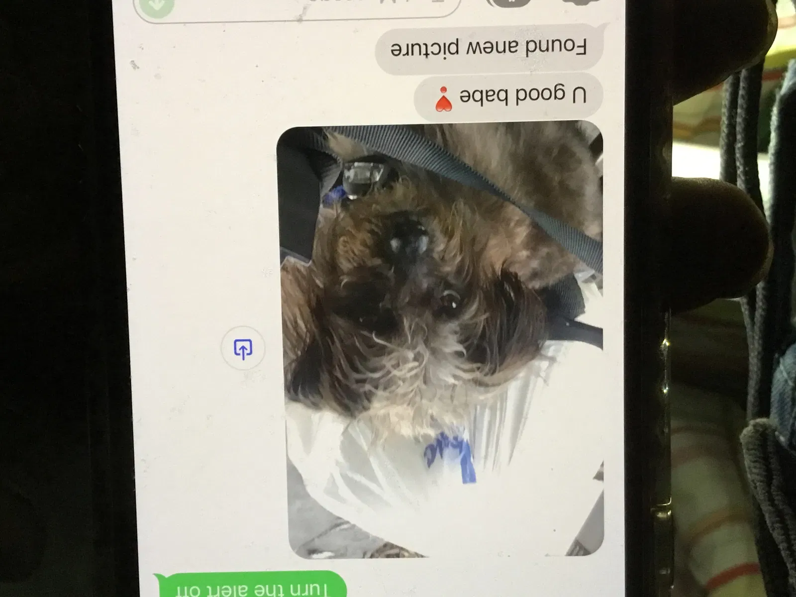 Lost dog in Los Angeles, CA, 90017