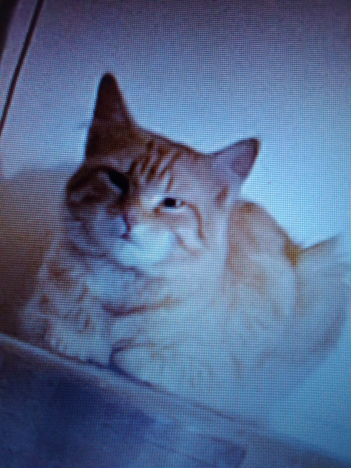 Lost cat in New Florence, PA, 15944