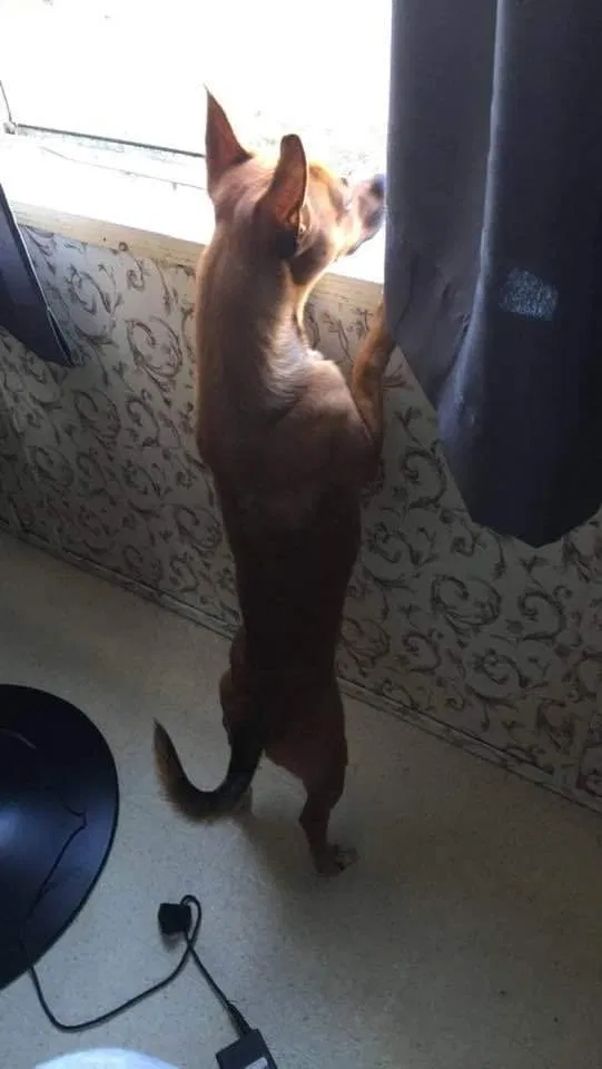 Lost dog in Red Springs, NC, 28377