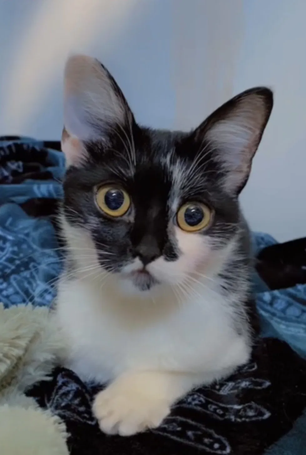 Lost cat in Fort Lauderdale, FL, 33311