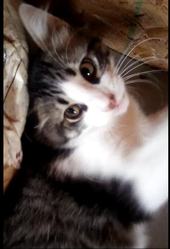 Lost cat in Nappanee, IN, 46550