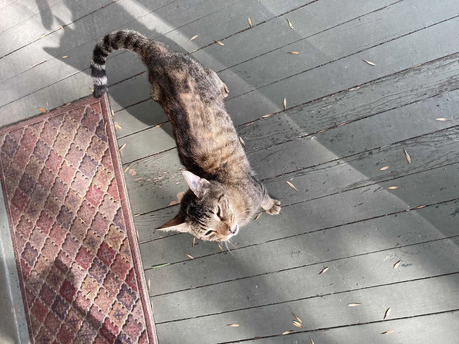 Found cat in Sealy, TX, 77474