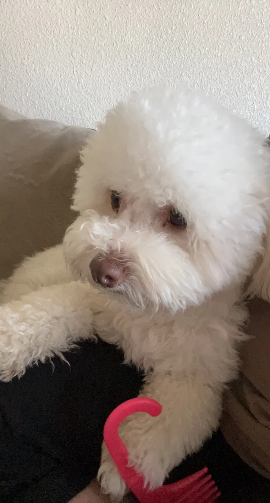 Lost dog in Los Banos, CA, 93635