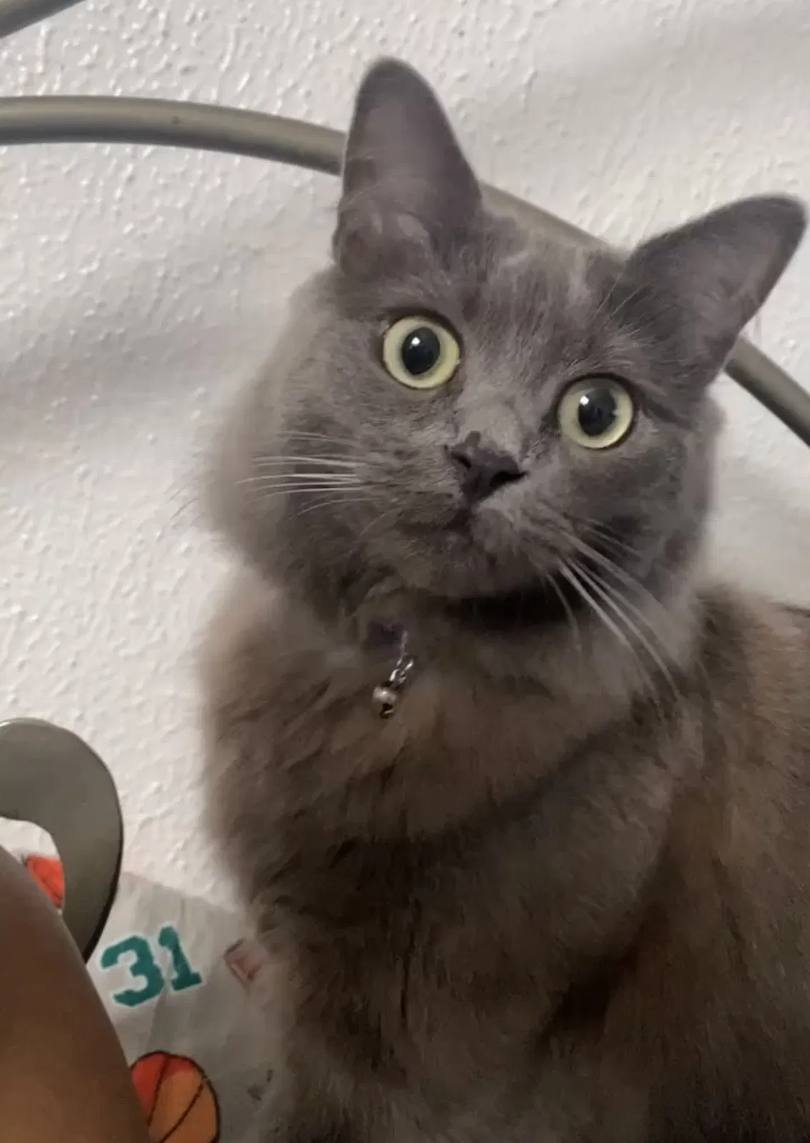 Lost cat in Fairfield, CA, 94533