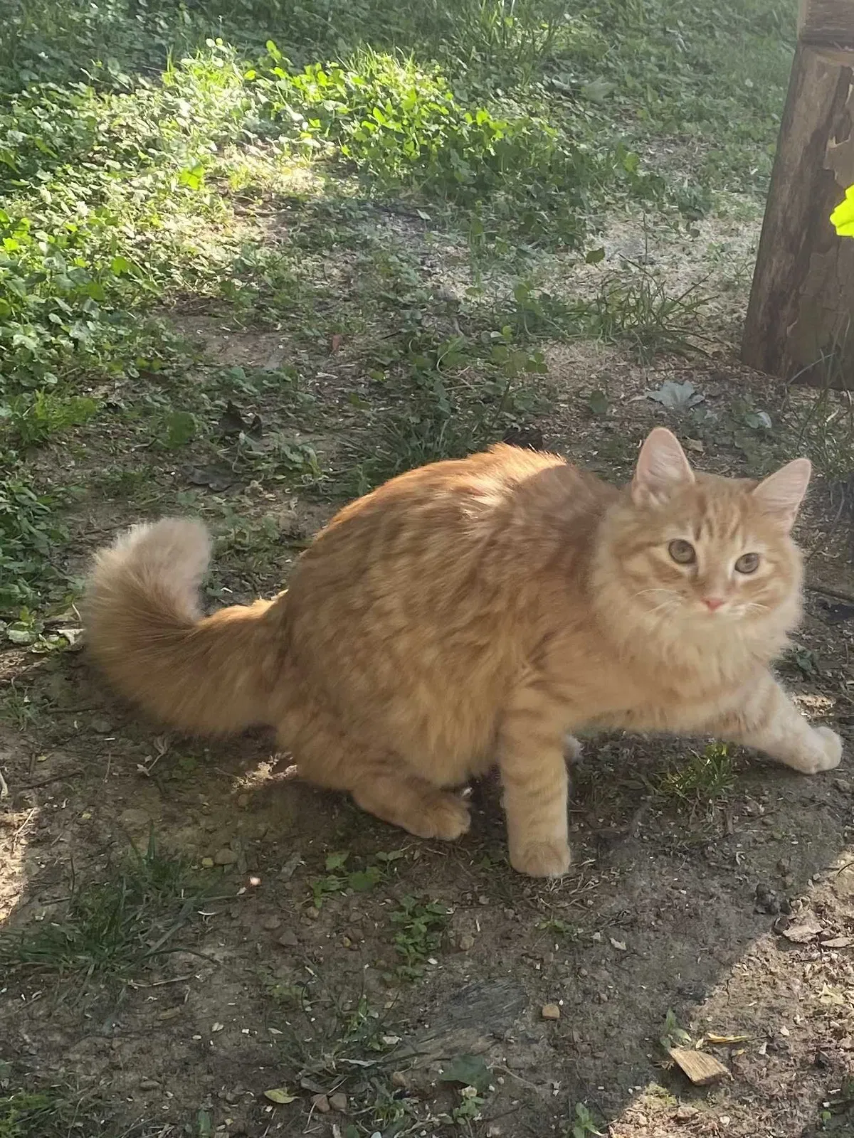 Lost cat in Pinson, AL, 35126