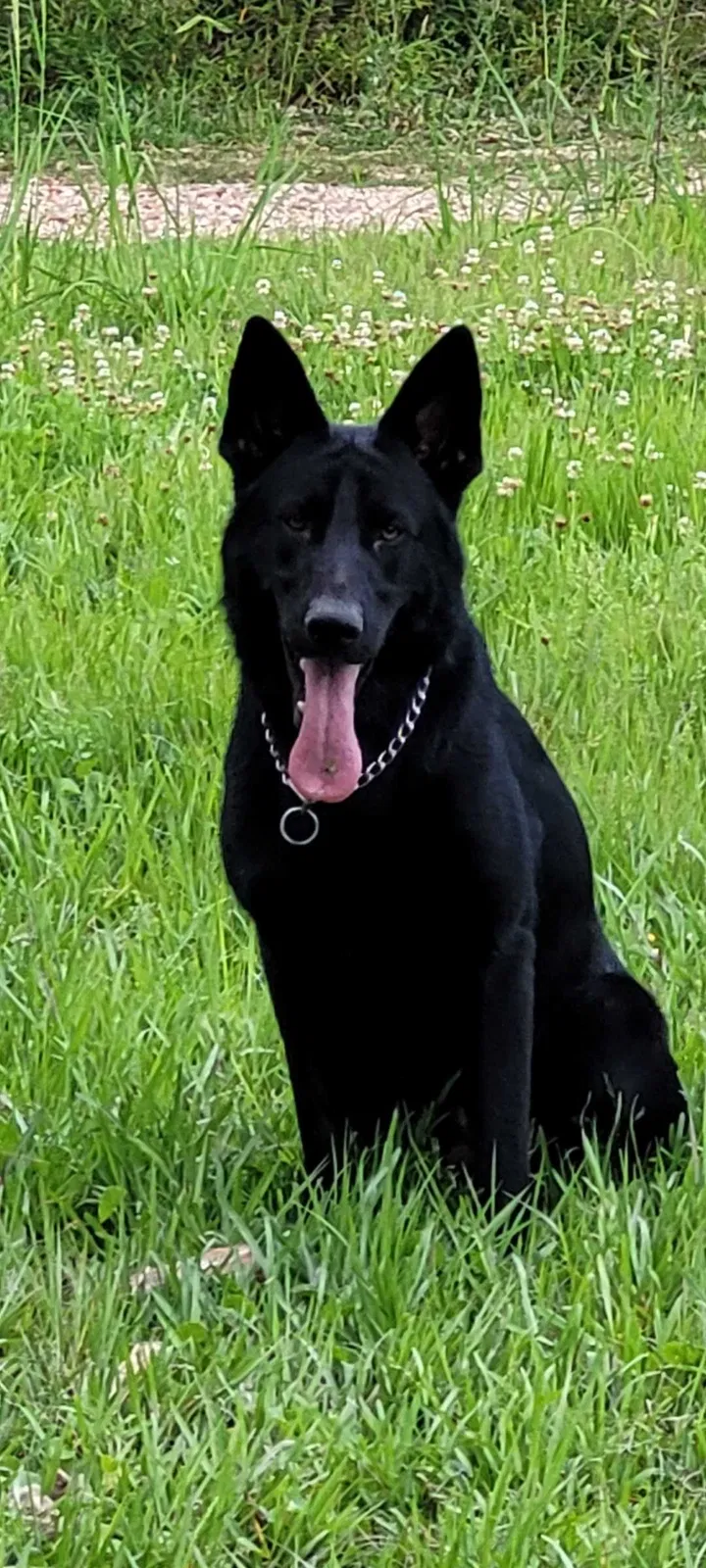 Lost dog in Springfield, LA, 70462