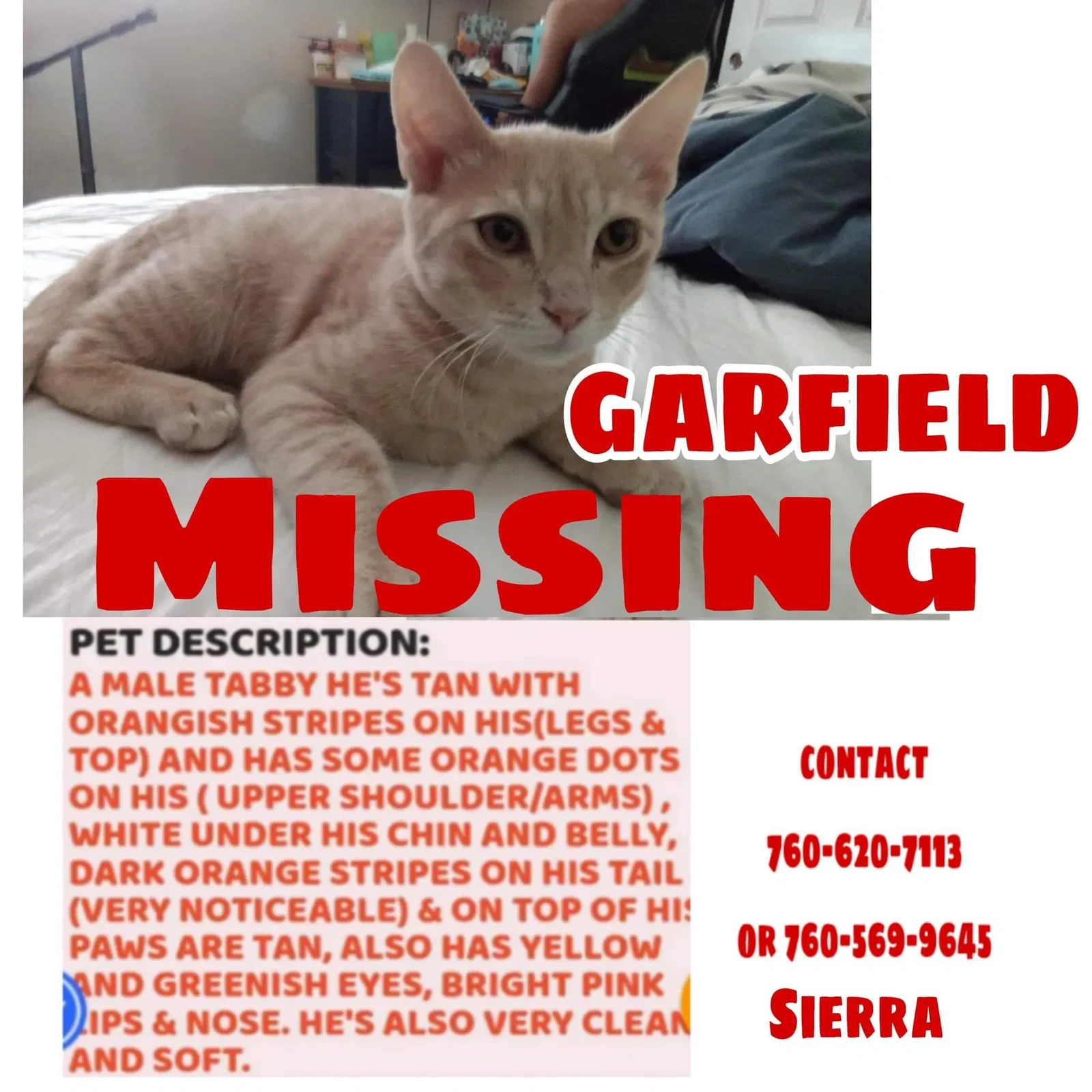 Lost cat in Victorville, CA, 92392
