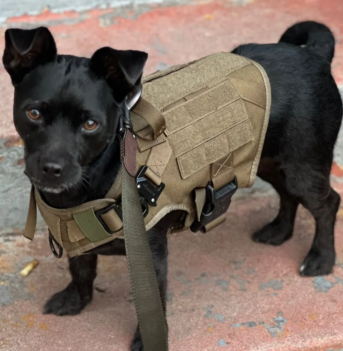 Lost dog in Los Angeles, CA, 90011