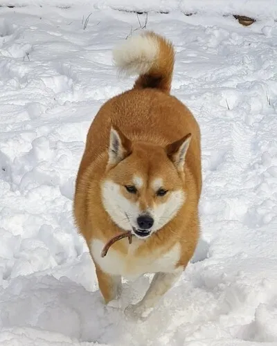 Lost dog in Raleigh, NC, 27610