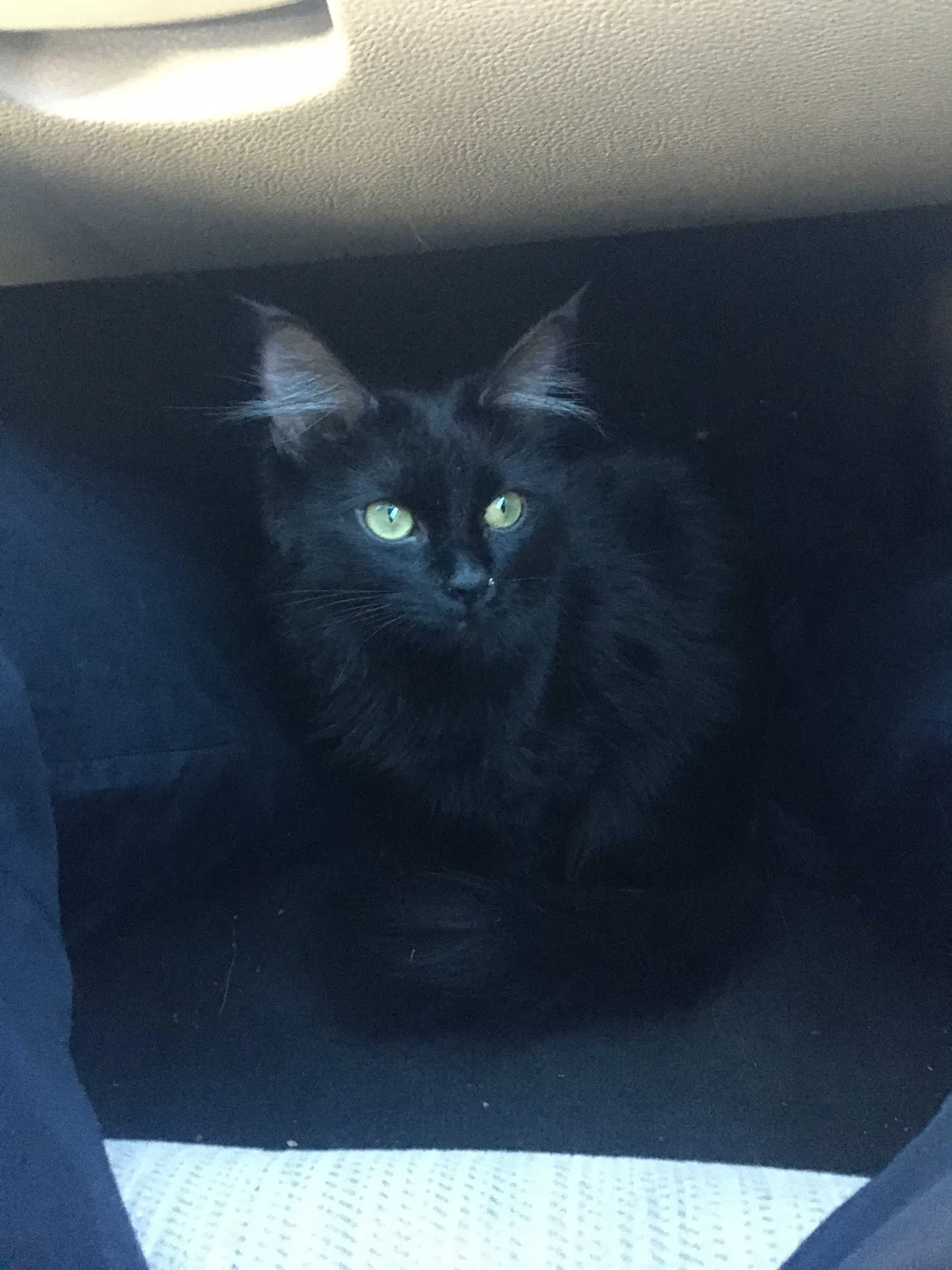 Found cat in Greeley, CO, 80634