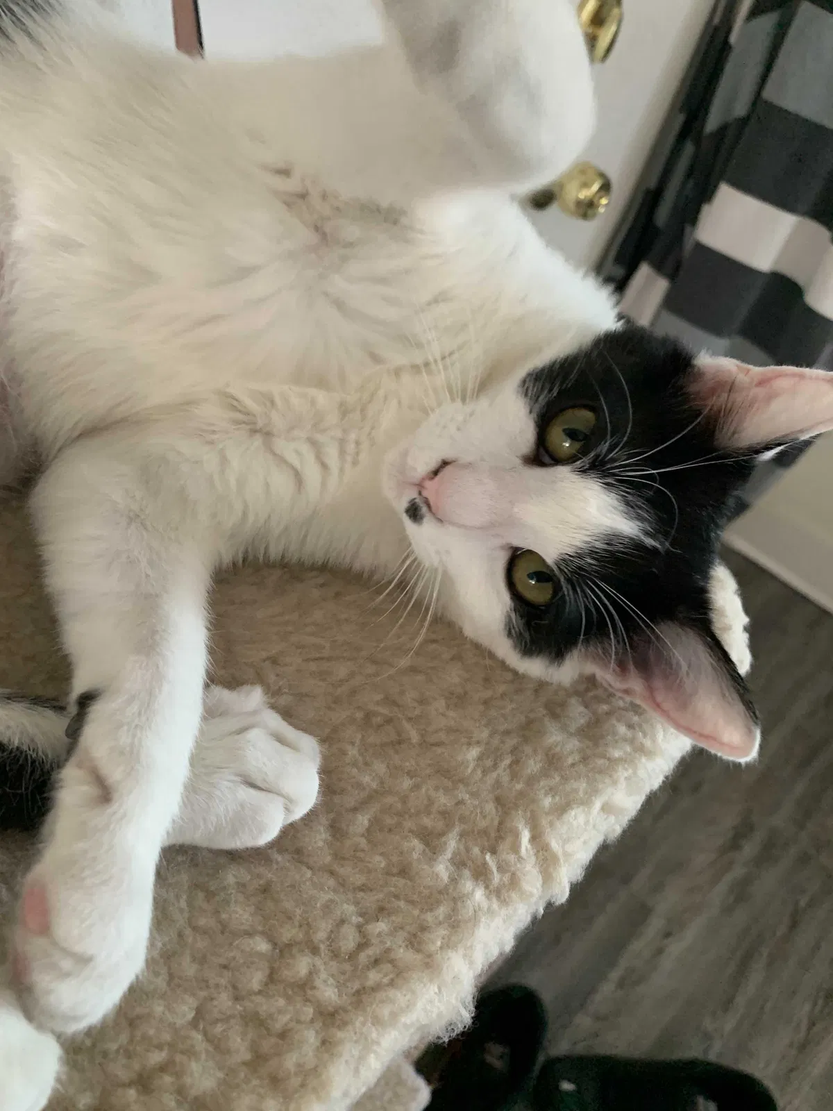 Lost cat in Irvine, CA, 92617