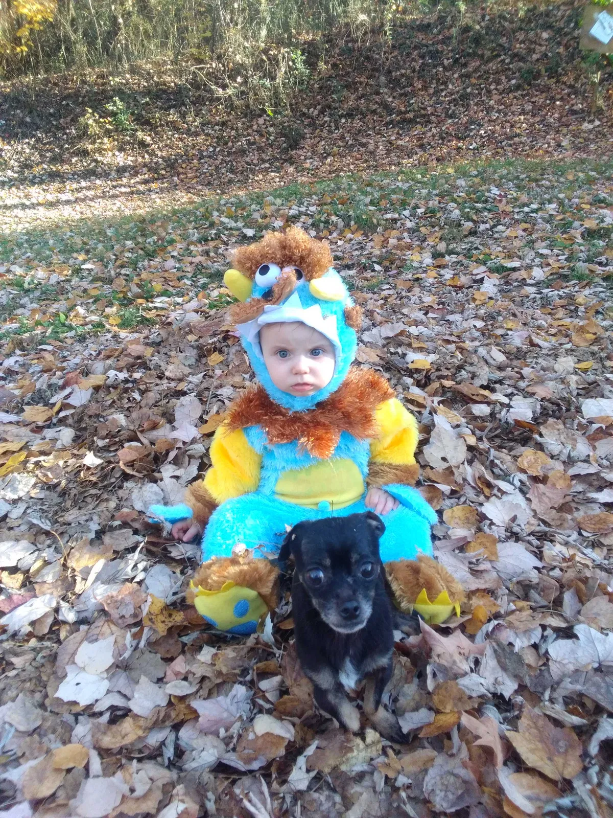 Lost dog in Cleveland, TN, 37311