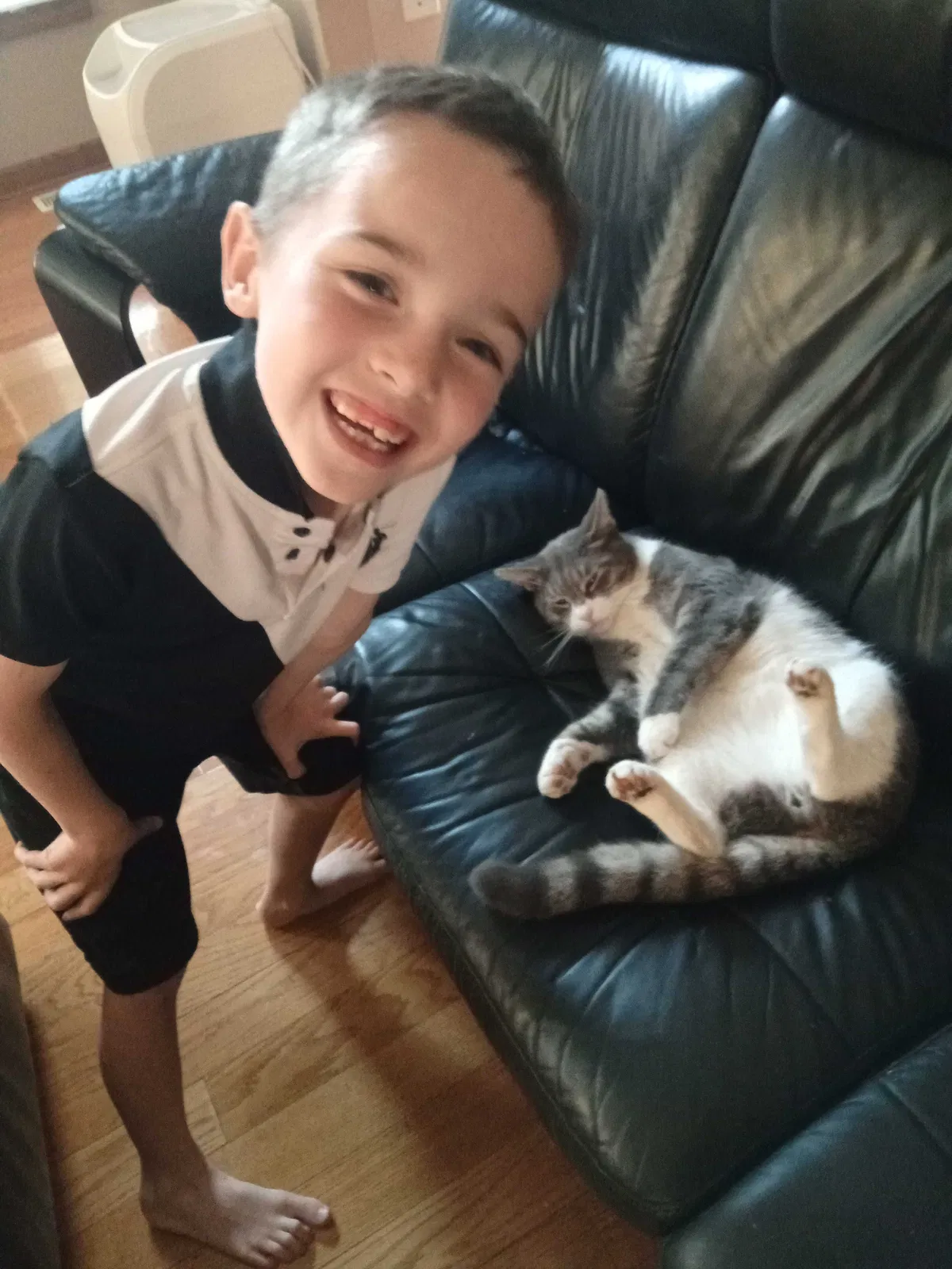 Lost cat in Joliet, IL, 60431