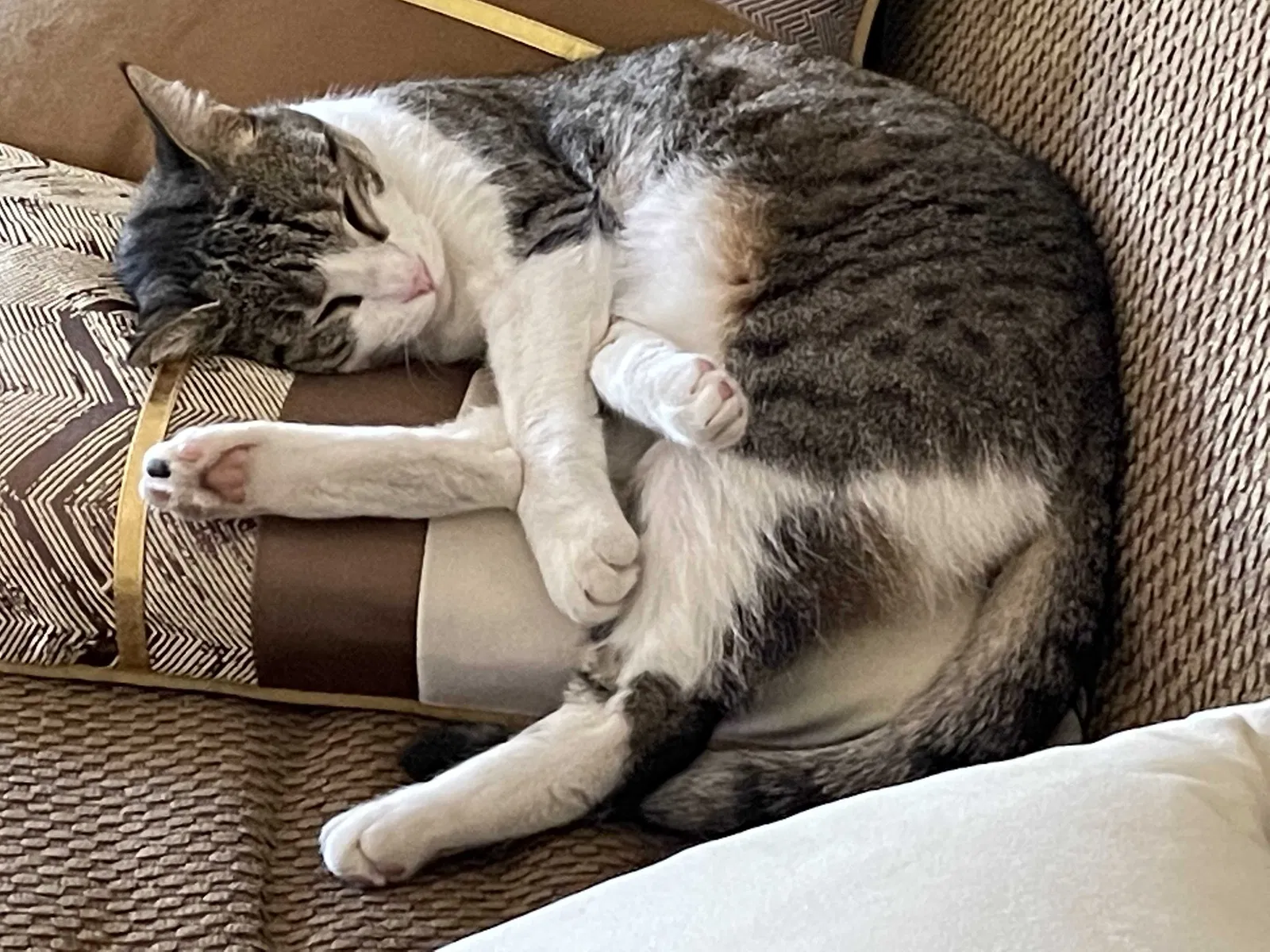 Lost cat in Manteca, CA, 95336