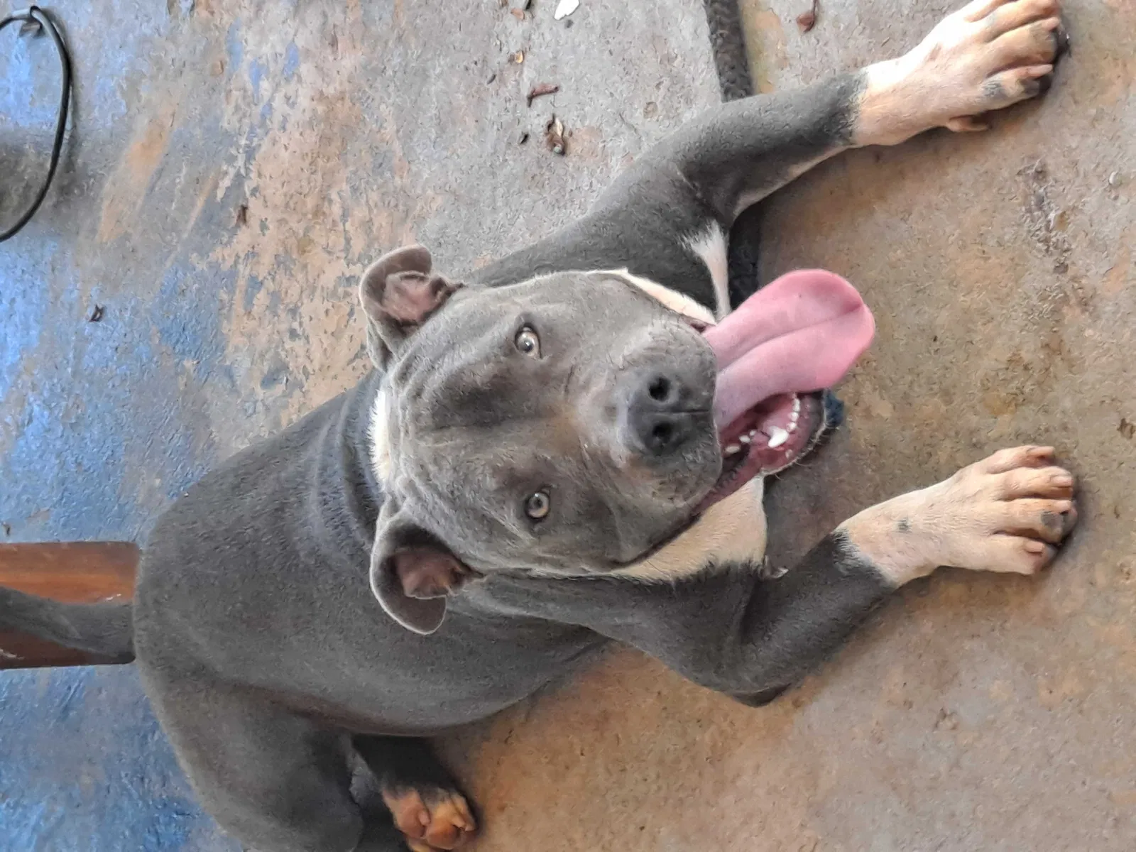 Lost dog in Williamston, SC, 29697