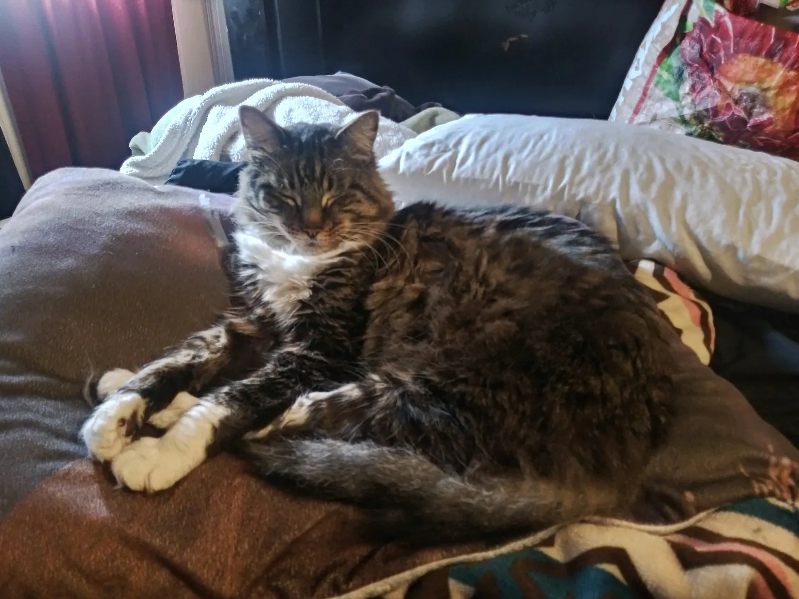 Lost cat in Wichita, KS, 67216