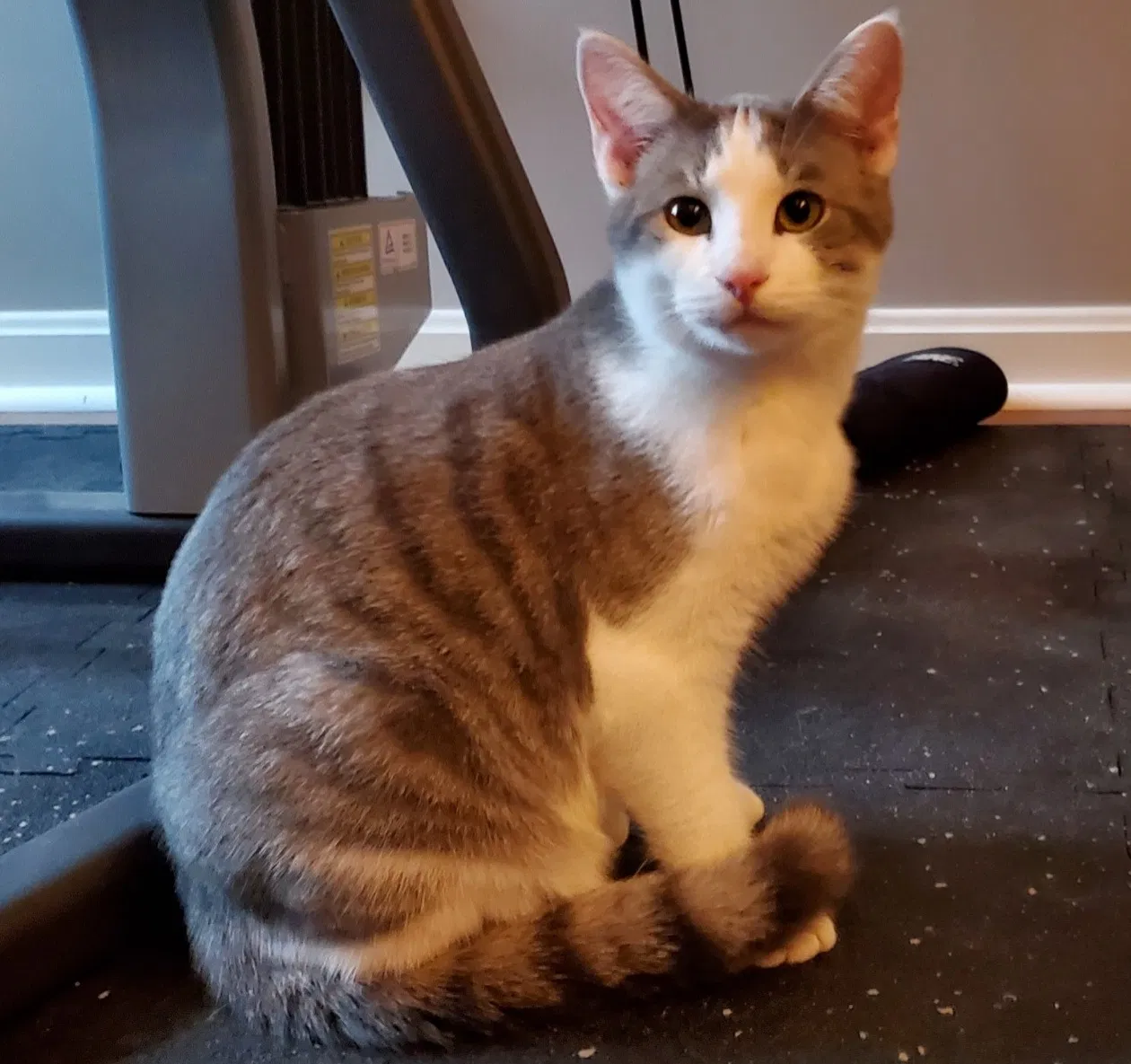 Found cat in Shelbyville, KY, 40065