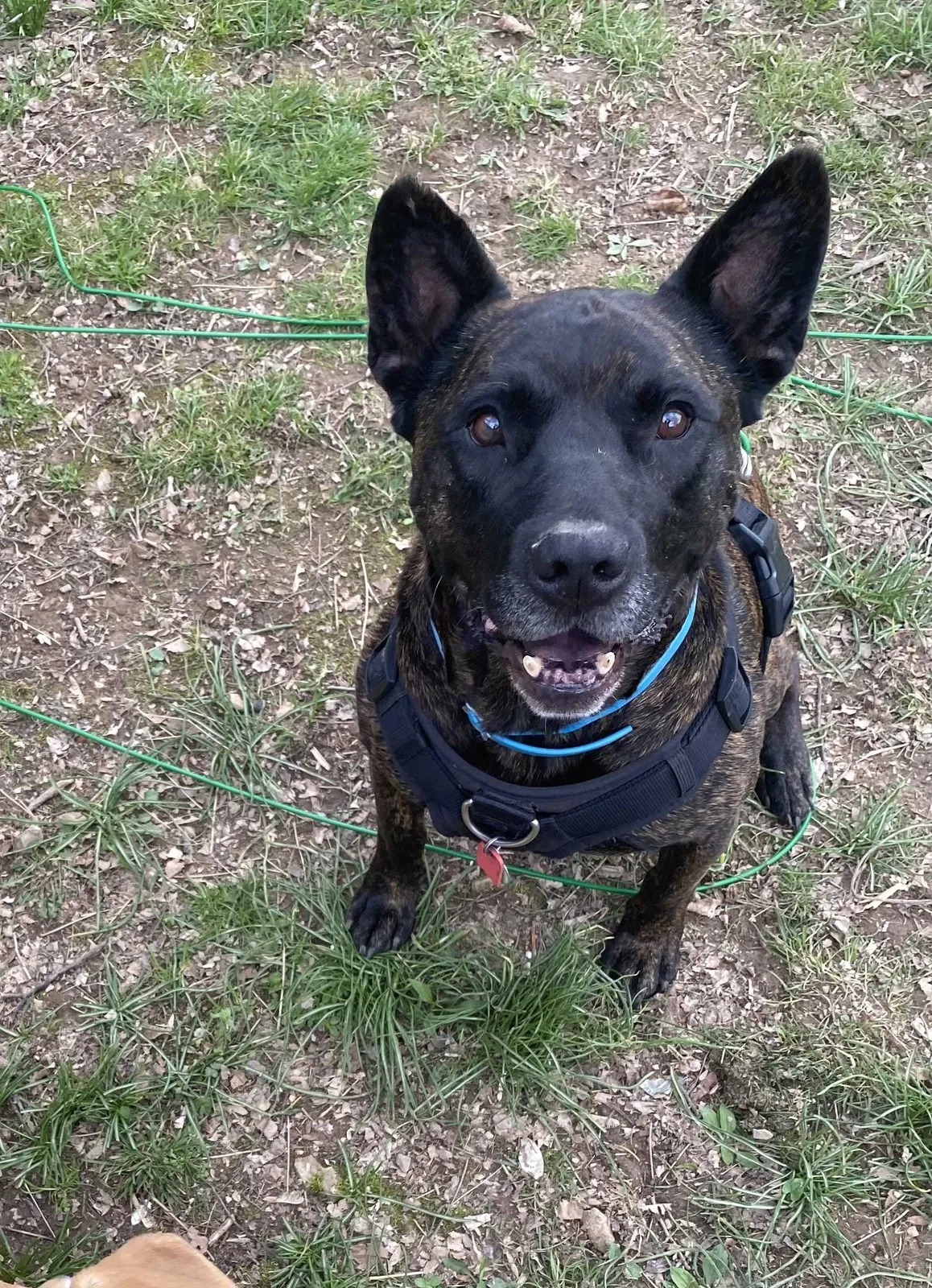 Lost dog in Whites Creek, TN, 37189