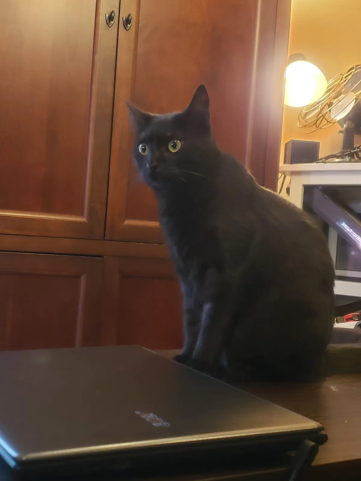 Lost cat in Chattanooga, TN, 37405