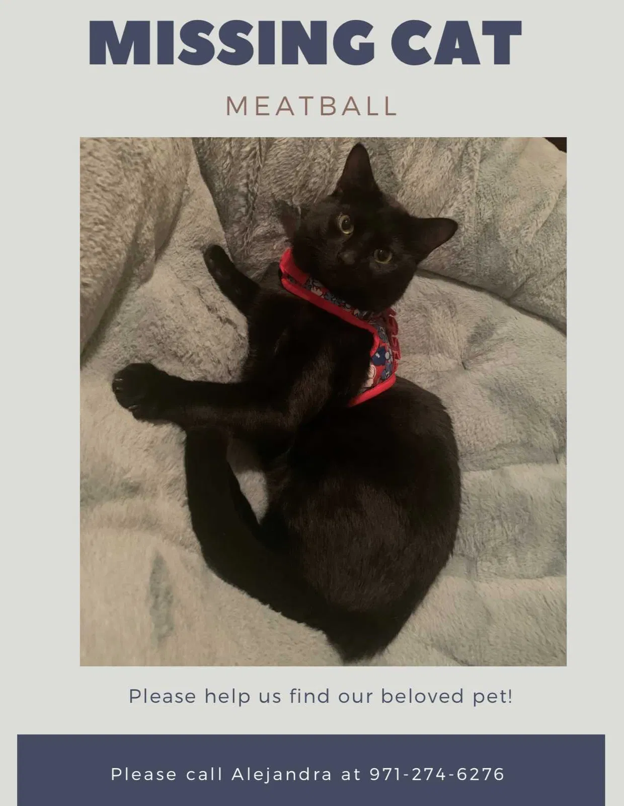 Lost cat in Portland, OR, 97233