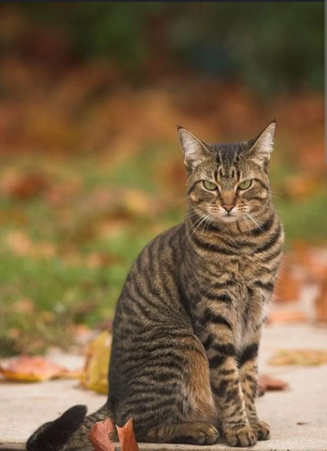 Lost cat in Joliet, IL, 60431
