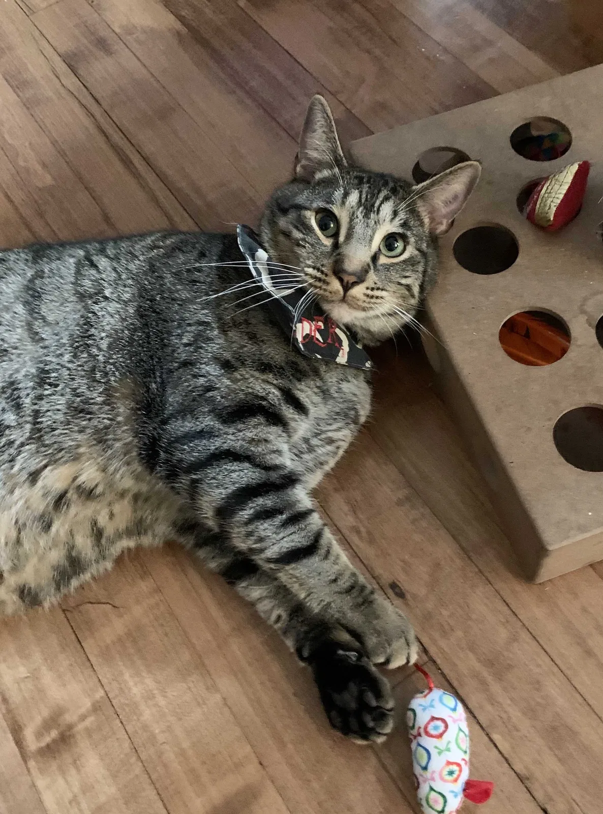Lost cat in Modesto, CA, 95354