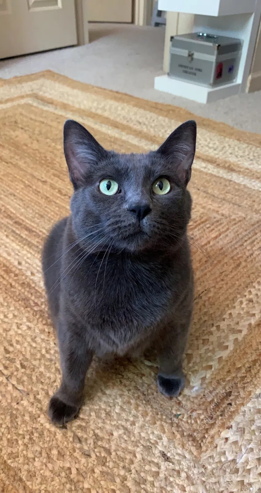 Lost cat in Tucson, AZ, 85745