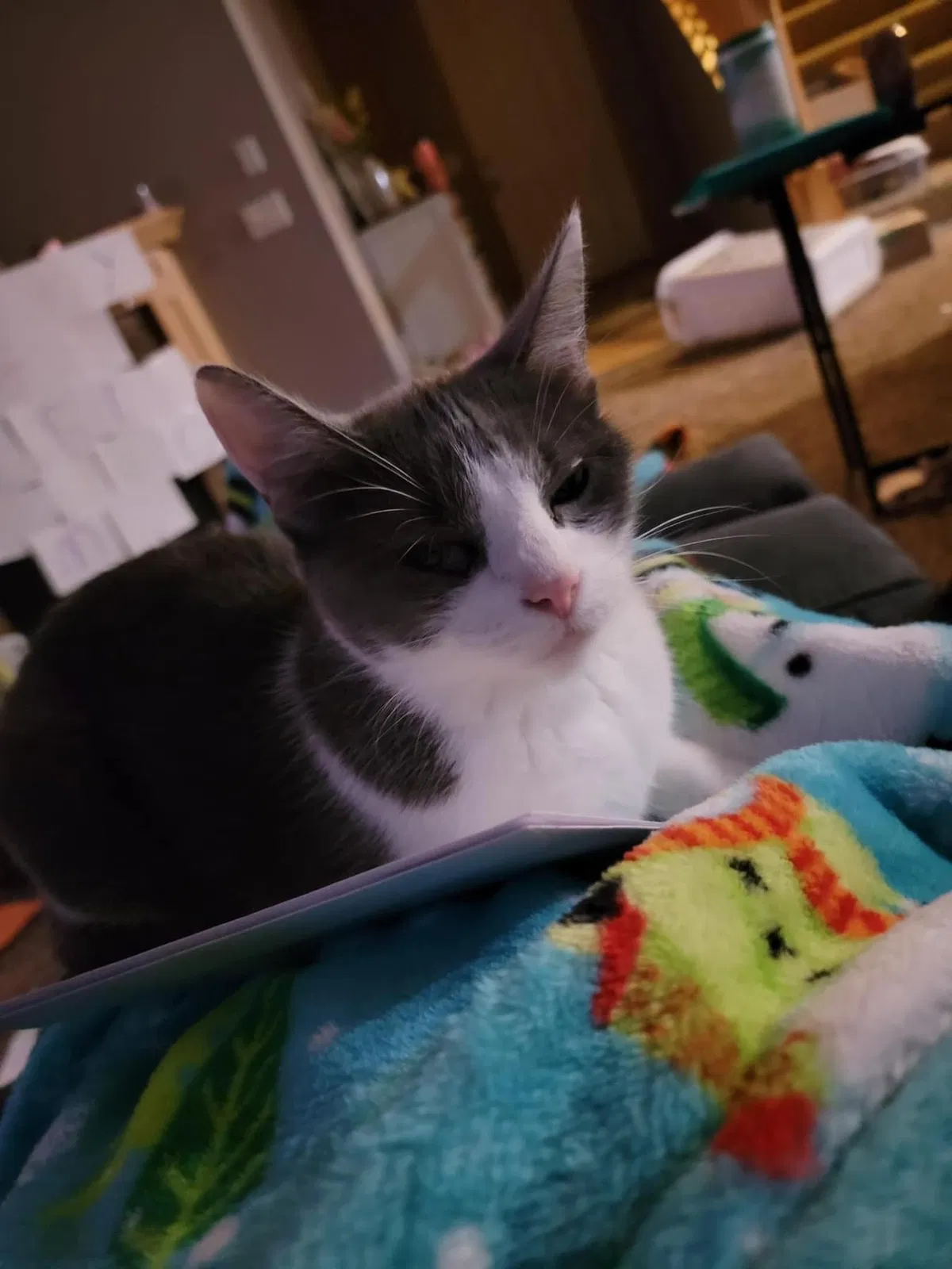 Lost cat in Waconia, MN, 55387