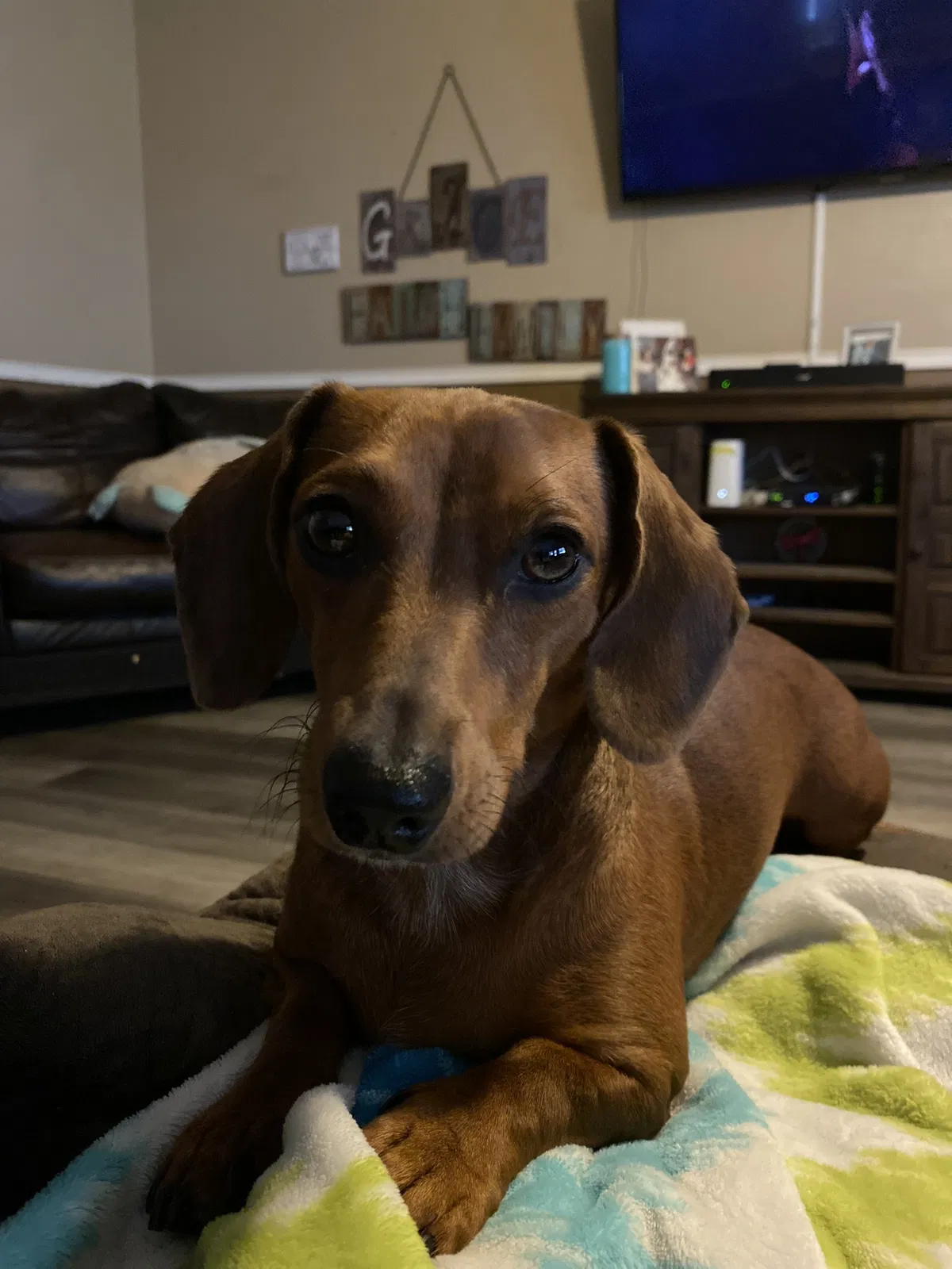 Lost dog in Forney, TX, 75126