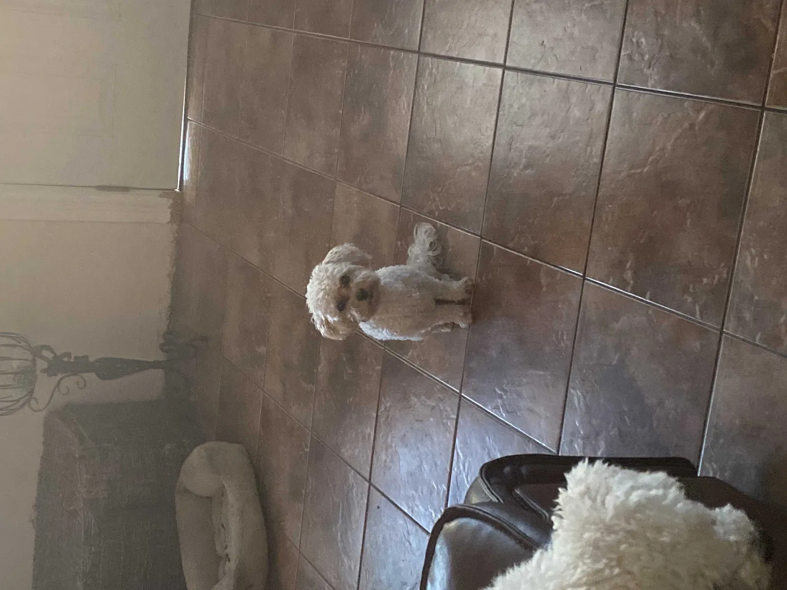 Lost dog in Long Beach, CA, 90810