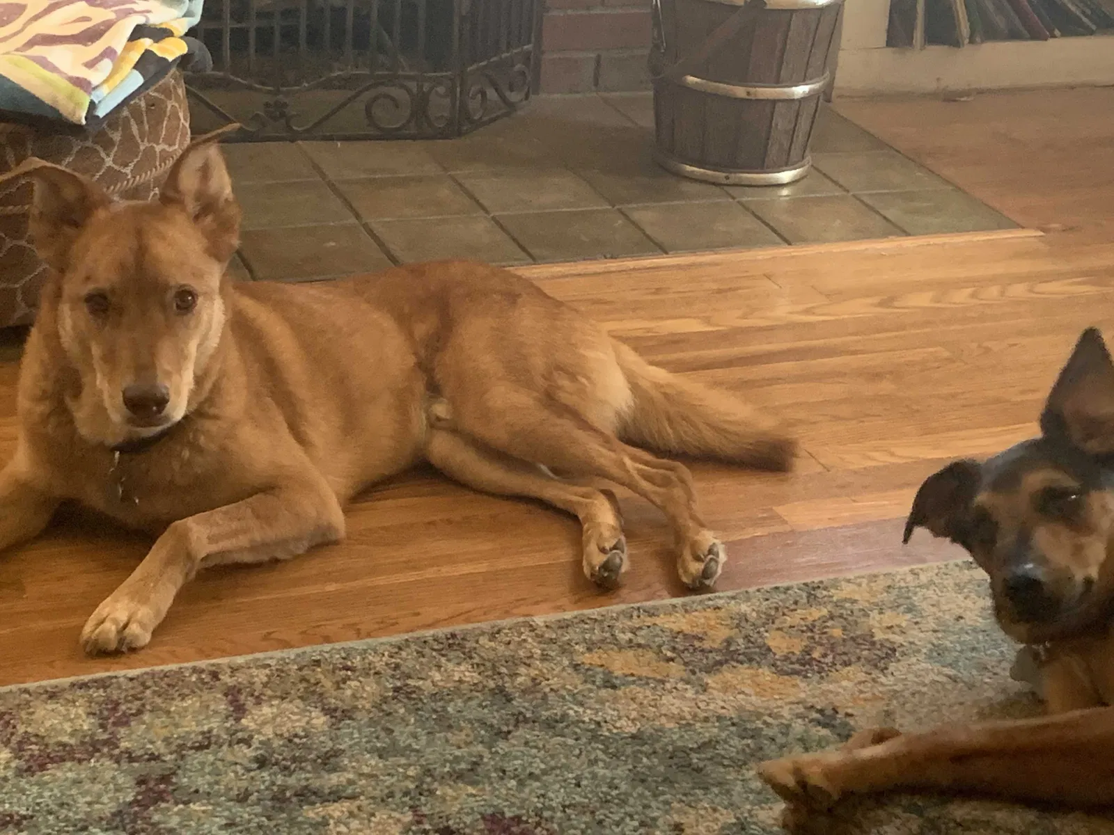 Lost dog in Phoenix, AZ, 85006