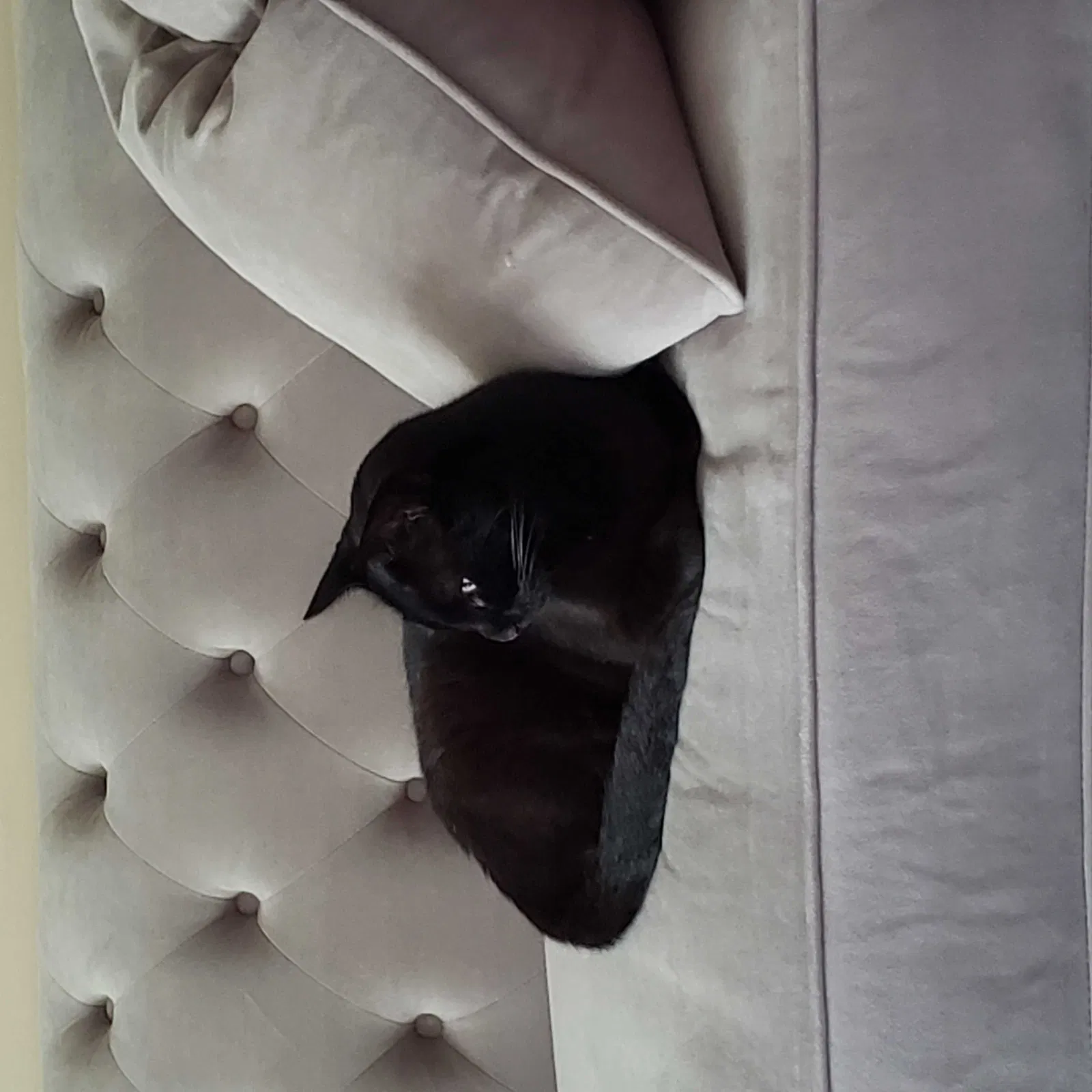 Lost cat in Silver Spring, MD, 20904