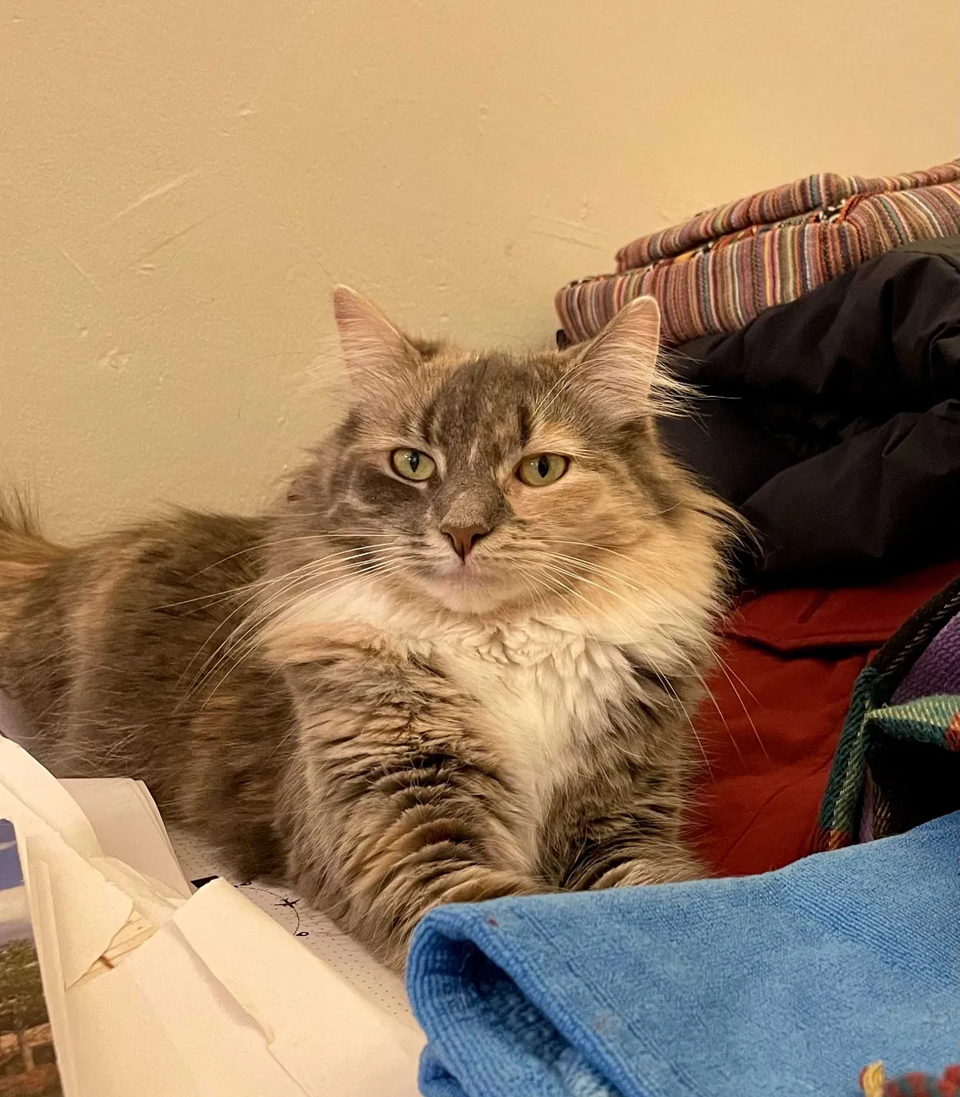 Lost cat in Brooklyn, NY, 11229