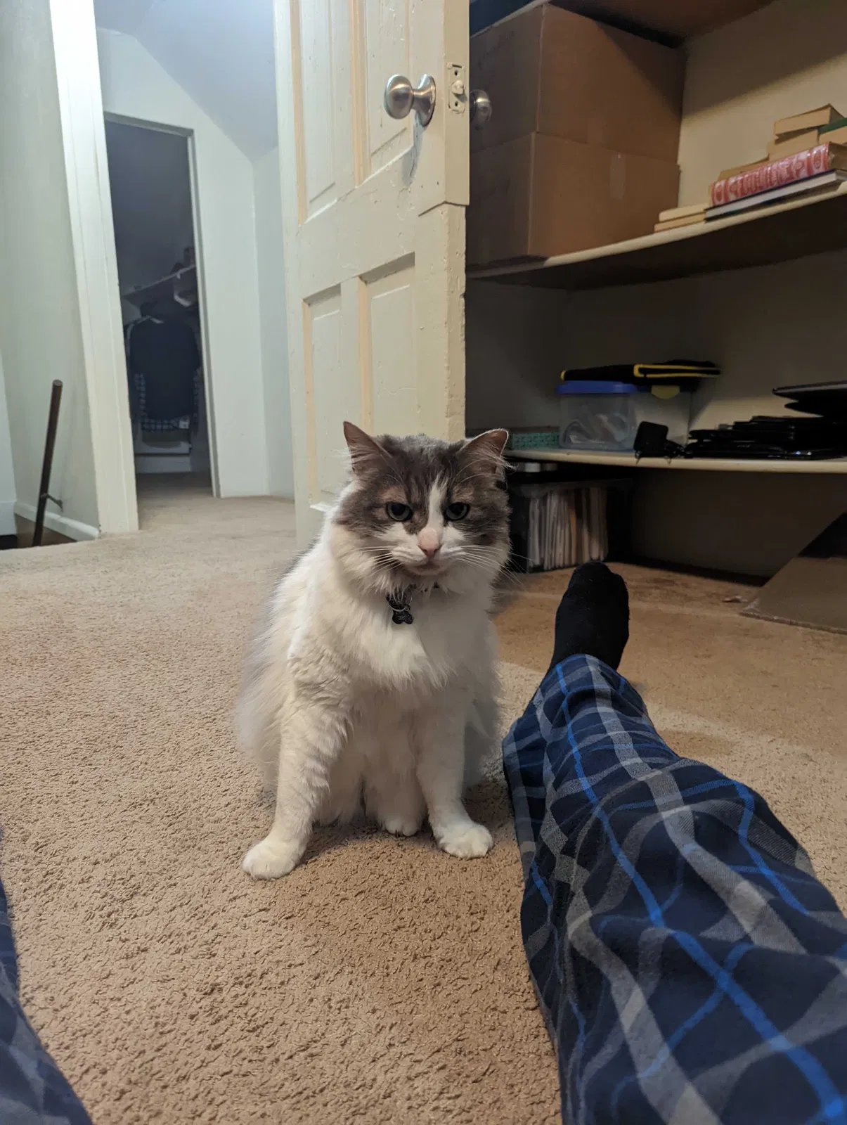 Lost cat in Centralia, WA, 98531
