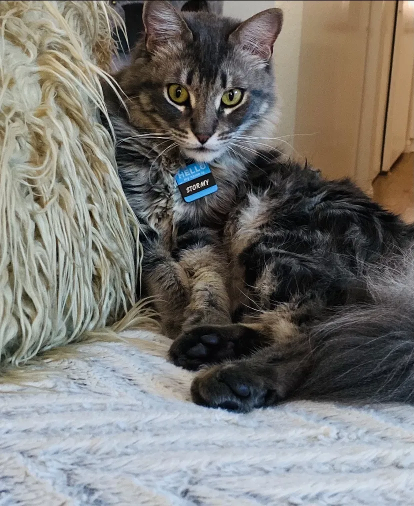 Lost cat in San Diego, CA, 92117
