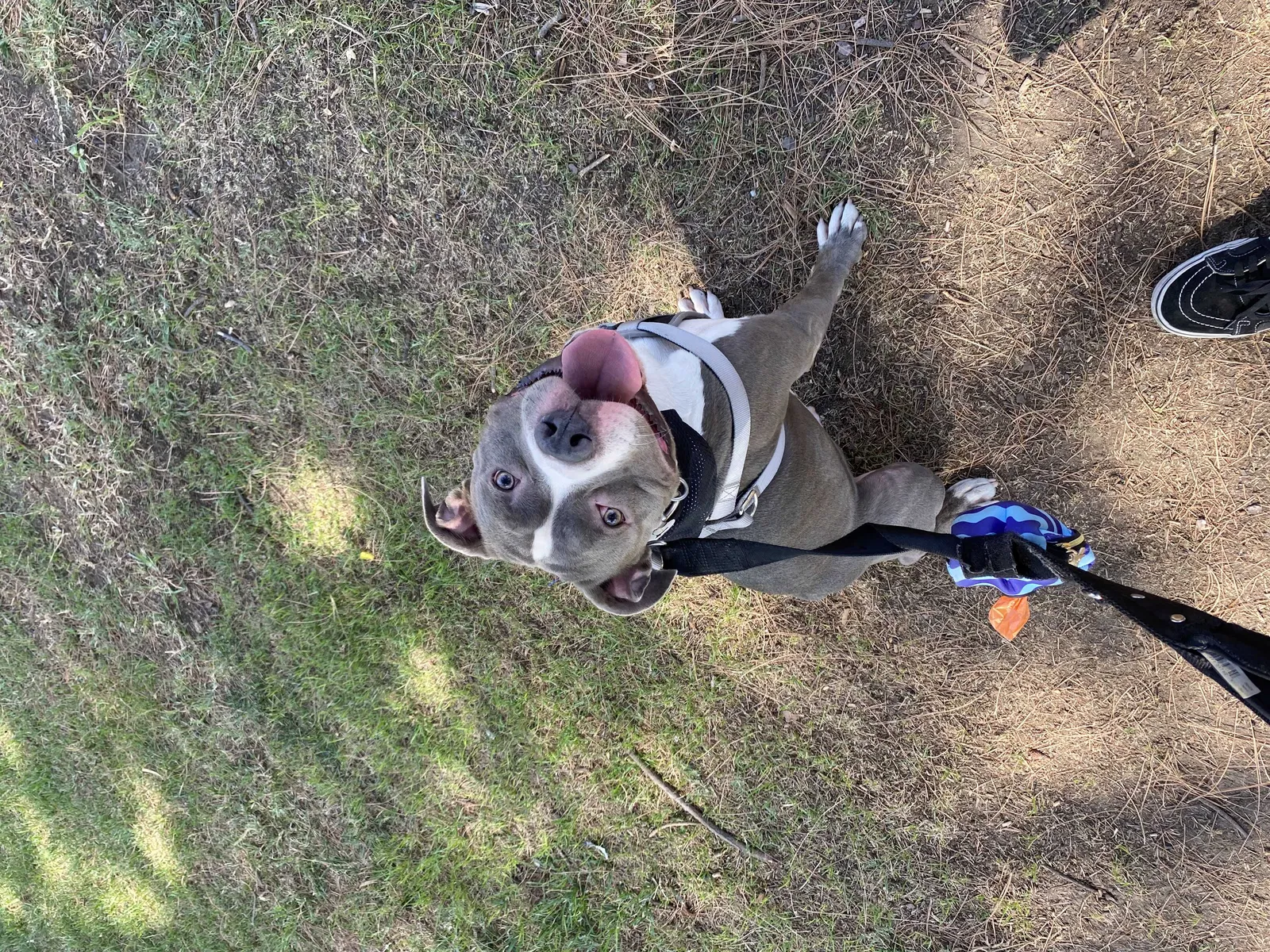 Lost dog in Pomona, CA, 91767