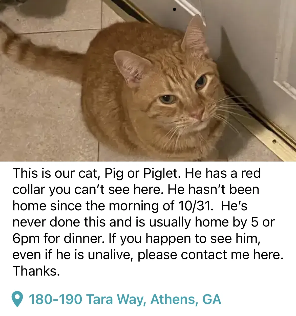 Lost cat in Athens, GA, 30606