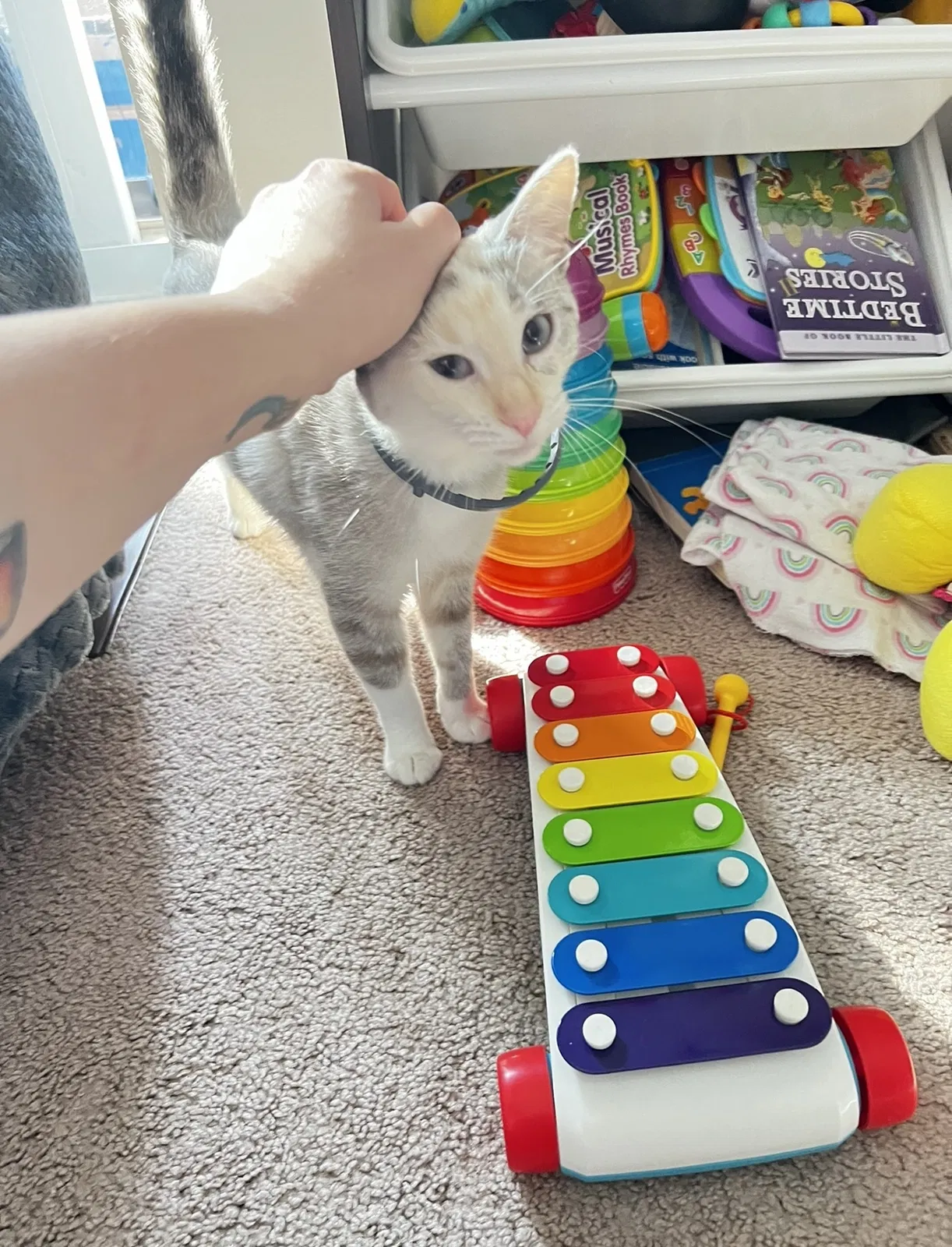 Lost cat in Schaumburg, IL, 60193
