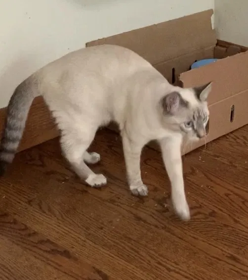 Lost cat in Palo Alto, CA, 94306