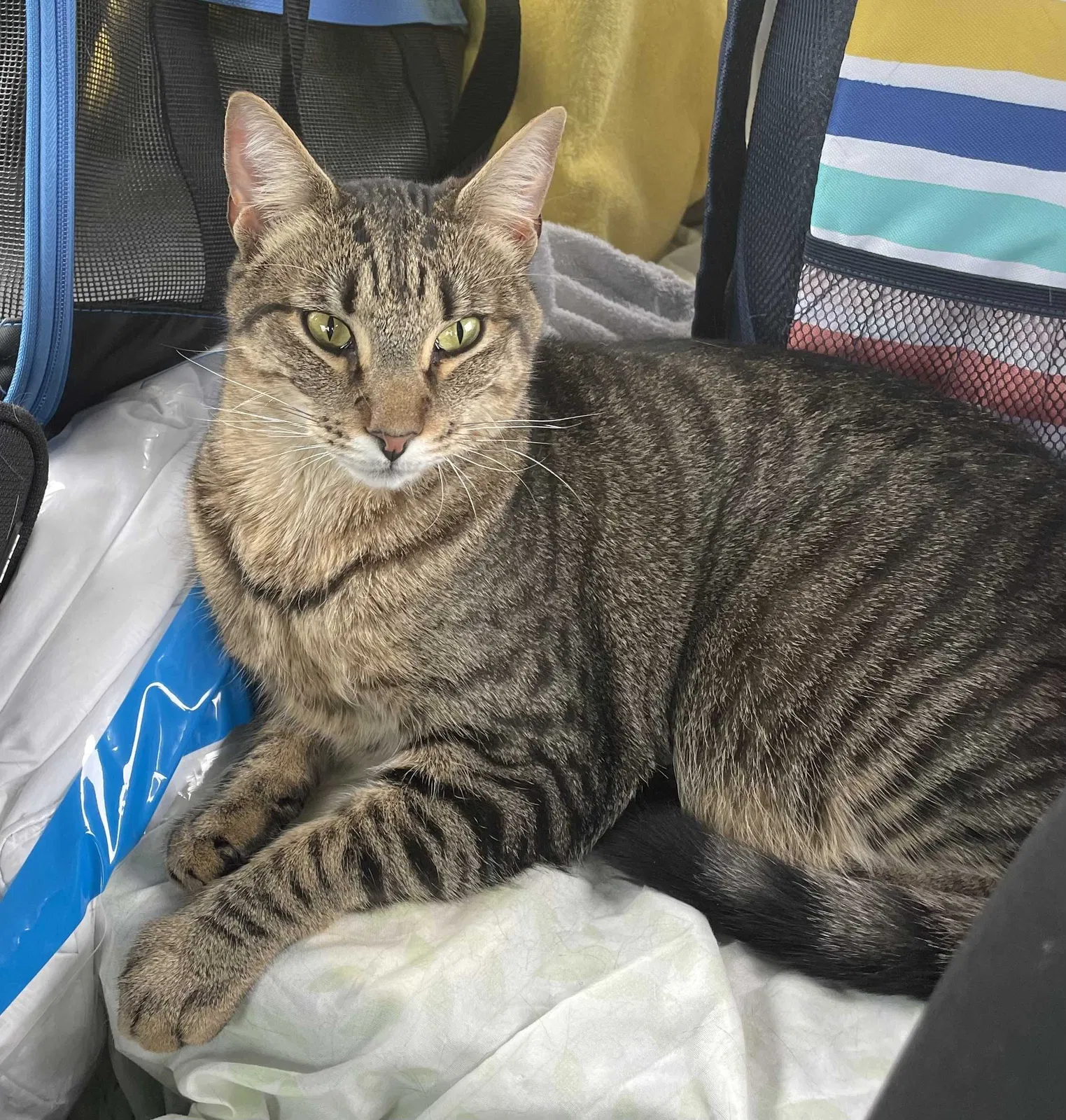 Lost cat in Fort Myers, FL, 33967