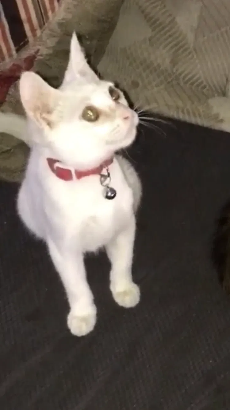 Lost cat in San Diego, CA, 92102