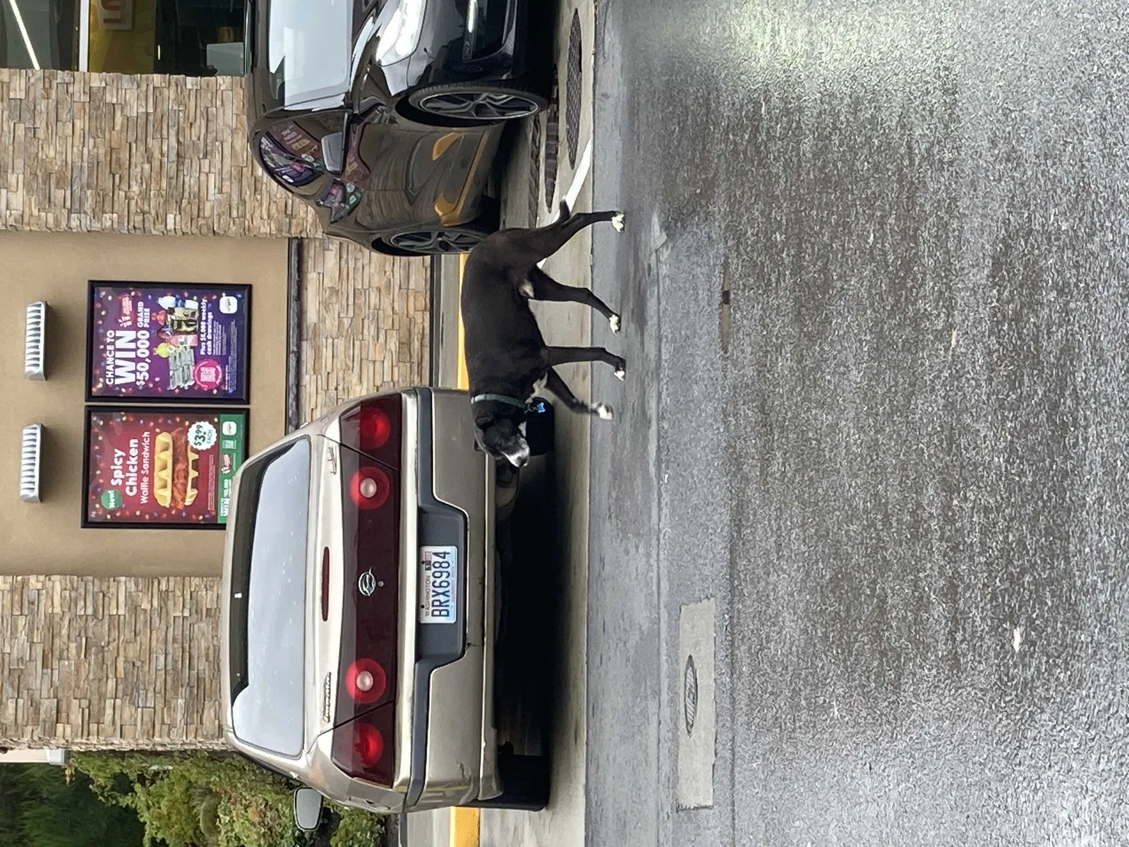Found dog in Poulsbo, WA, 98370