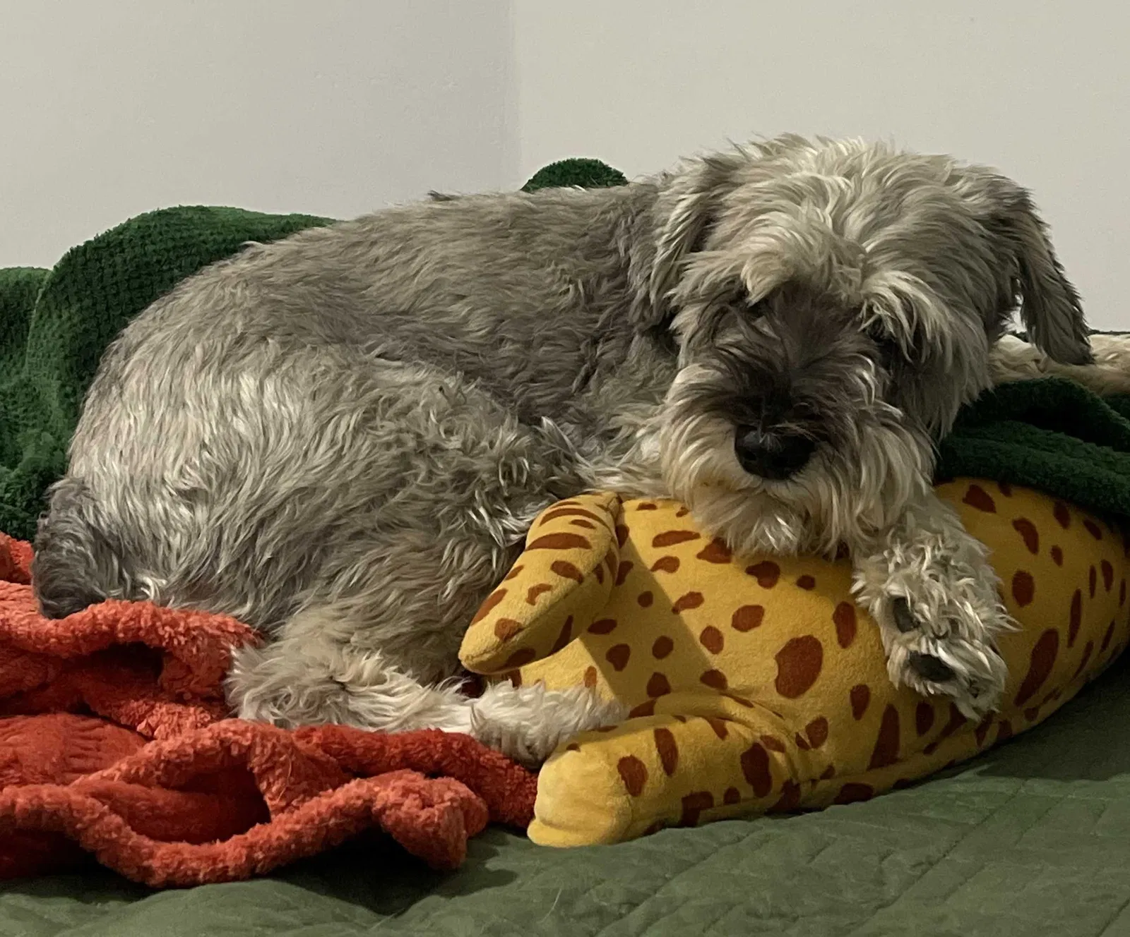Lost dog in Hemet, CA, 92544