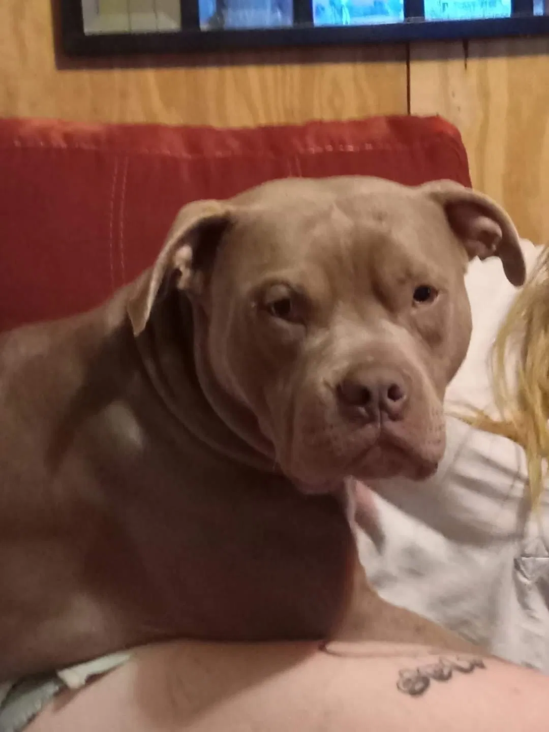 Lost dog in North Little Rock, AR, 72118