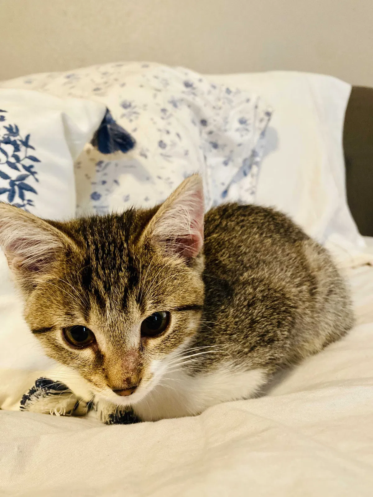 Lost cat in San Antonio, TX, 78249