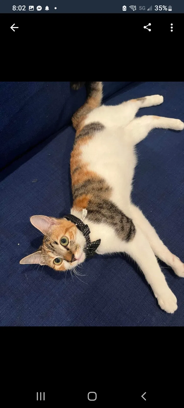 Lost cat in Converse, TX, 78109