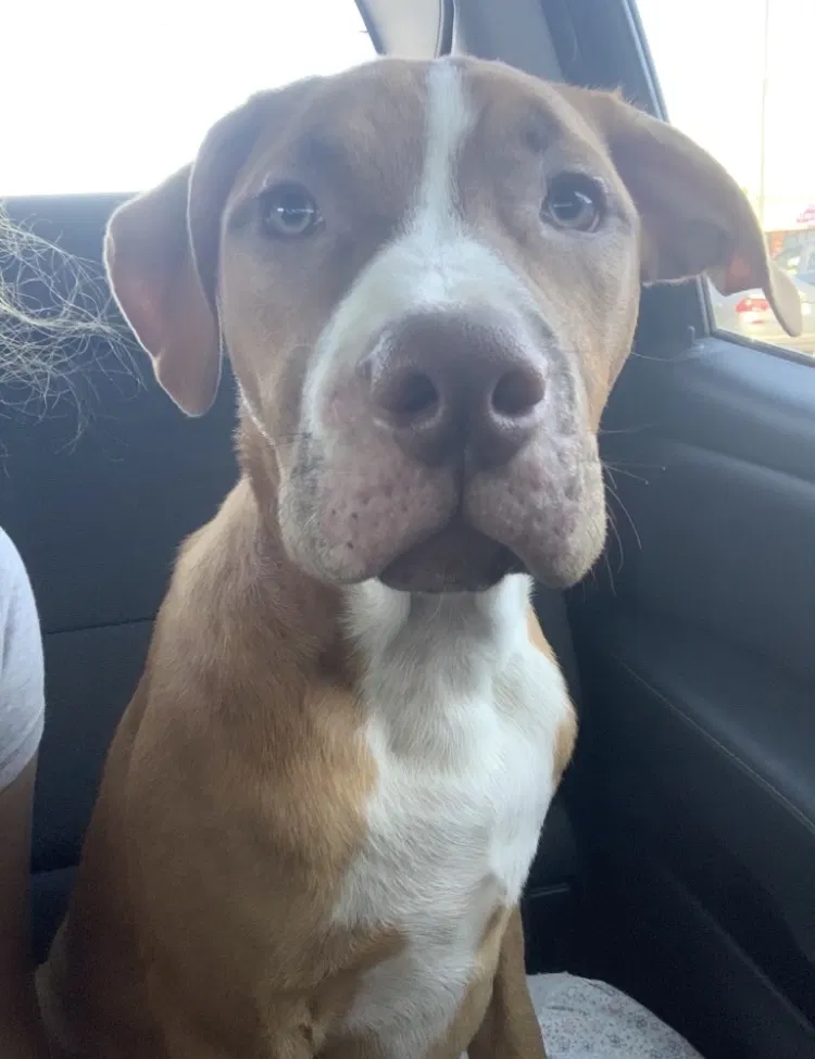 Lost dog in Cleburne, TX, 76033