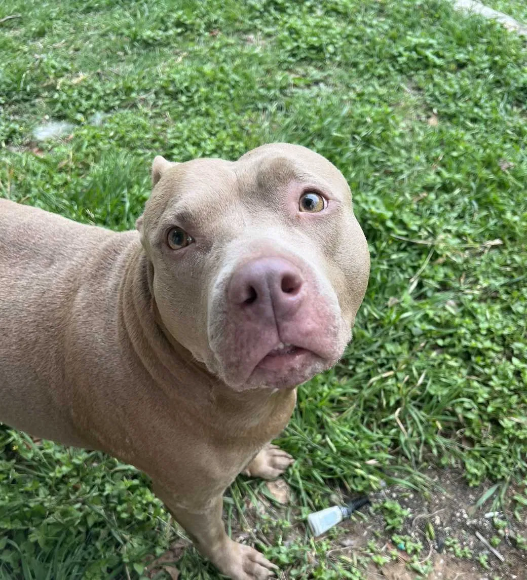 Lost dog in Cleburne, TX, 76033
